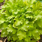 Heuchera Plant  8