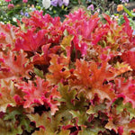 Heuchera Marmalade Plant  2