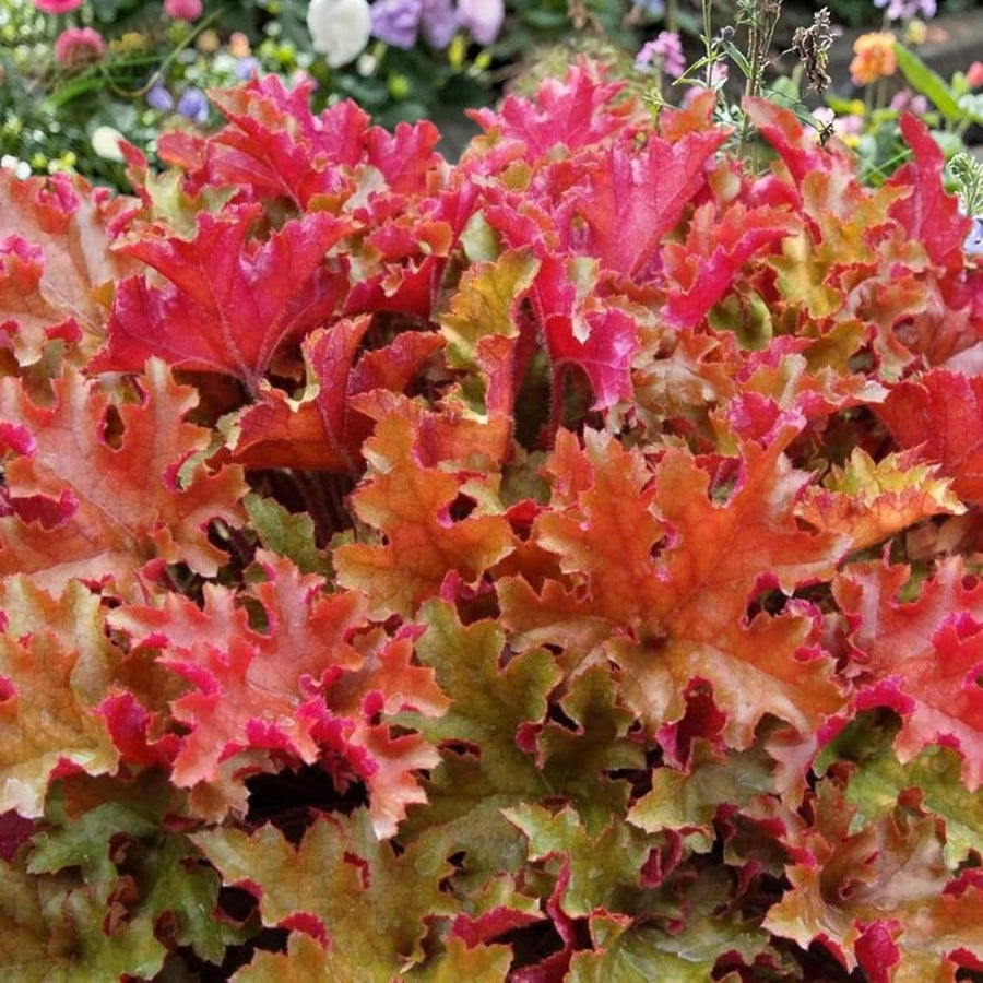 Heuchera Marmalade Plant  2
