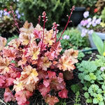 Heuchera Marmalade Plant  4