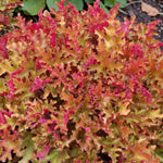 Heuchera Plant  10