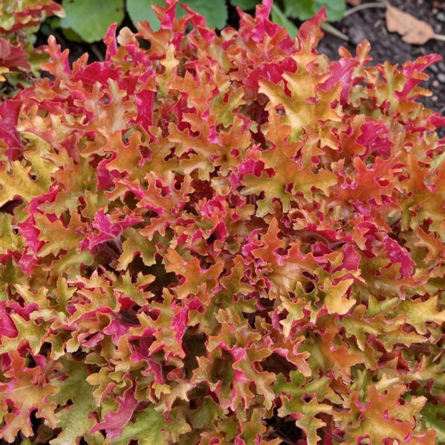 Heuchera Plant  10