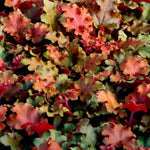 Heuchera Plant  11