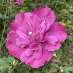 Hibiscus syriacus 'Rose of Sharon'  8