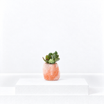 Himalayan Salt Crystal Succulent  1