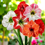 Amaryllis Hippeastrum Spring Bulbs Mixed group of Hippeastrum blooms in shades of white, red, pink and orange with lush green stems. 1