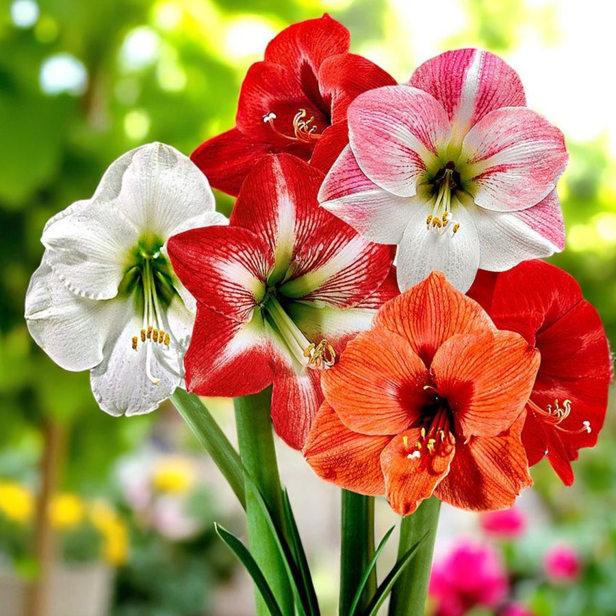 Amaryllis Hippeastrum Spring Bulbs Mixed group of Hippeastrum blooms in shades of white, red, pink and orange with lush green stems. 1