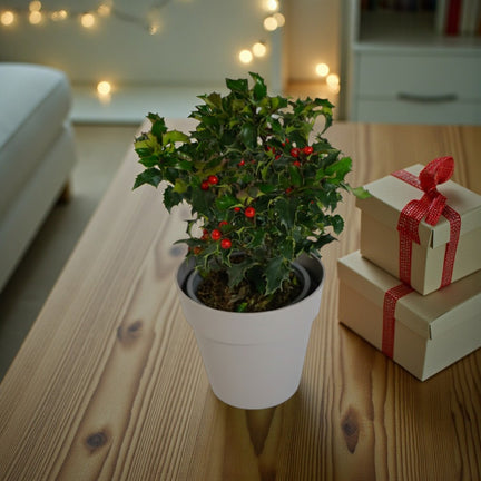 Holly Ilex Lucifer Plant Gift in Grey Pot
