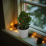 Holly Ilex Lucifer Plant Gift in Grey Pot  4