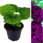 Hollyhock Plant Double Purple - Alcea Rosea  3