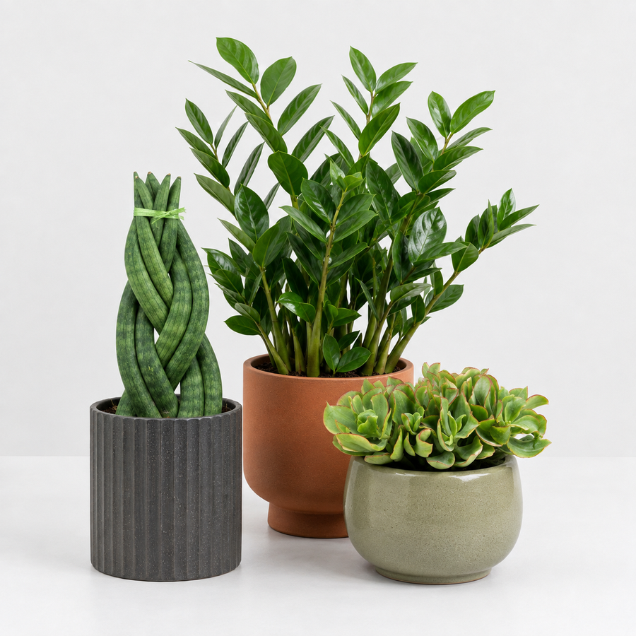 Home Office Houseplant Collection - Sansevieria Twister, Ripple Jade Money Plant & ZZ Plant  1