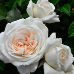 Honeymoon Bare Root Rose  2