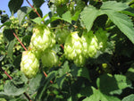 Hops Plant - Humulus Lupulus  2