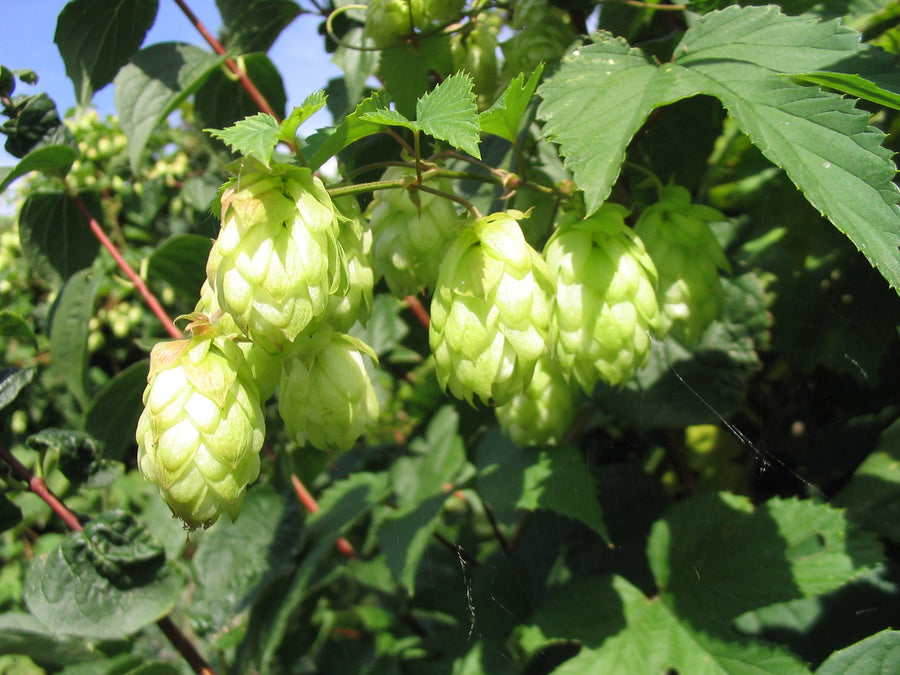 Hops Plant - Humulus Lupulus  2