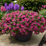 Hot Pink Calibrachoa Trailing Plants  3