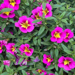 Hot Pink Calibrachoa Trailing Plants  2