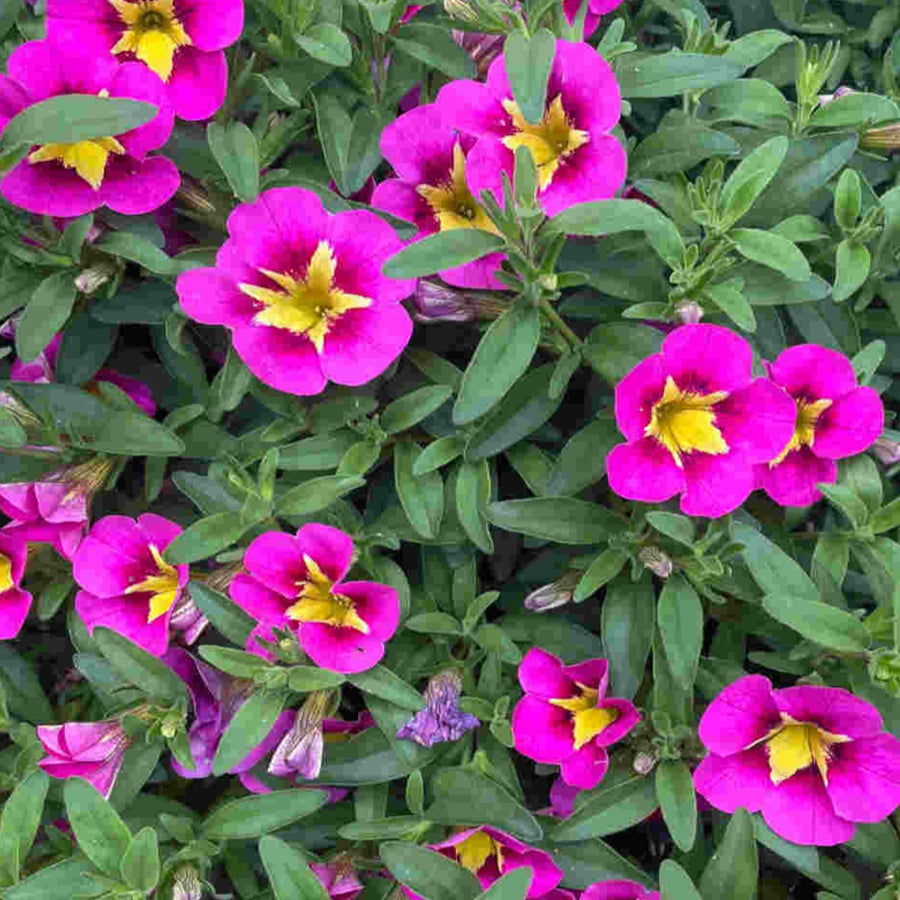 Hot Pink Calibrachoa Trailing Plants  2