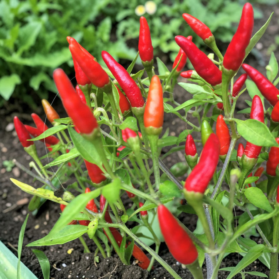 Chilli Pepper Plant  11