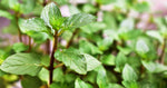 Mint Chocolate Plant  2