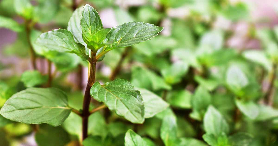 Mint Chocolate Plant  2