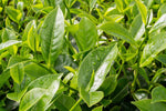 Tea Plant - Camellia Sinensis  2