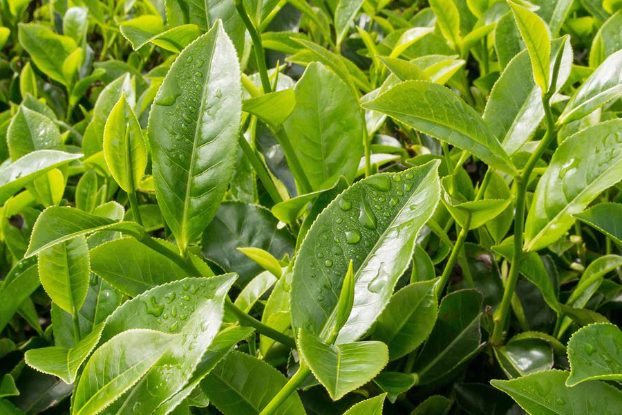 Tea Plant - Camellia Sinensis  2