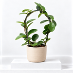 Hoya australis on Hoop  1