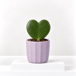 Hoya Kerrii Heart Plant  1