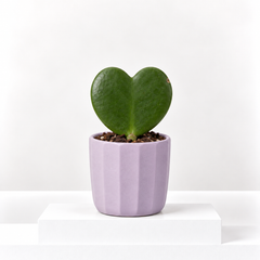 Hoya Kerrii Heart Plant