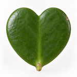 Hoya Kerrii Heart Plant  3
