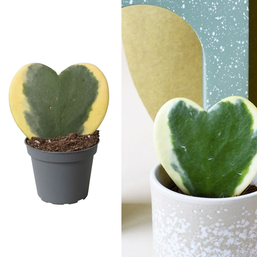 Hoya Kerrii Variegata Heart Plant Hoya Varigated 4