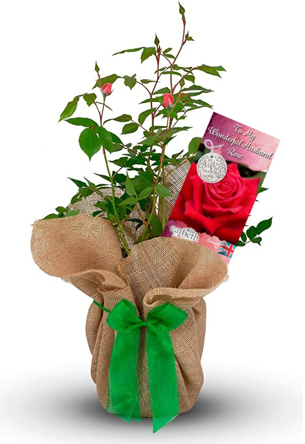To My Wonderful Husband Rose Bush Gift Wrapped To My Wonderful Husband Rose Bush Gift Wrapped image1 1