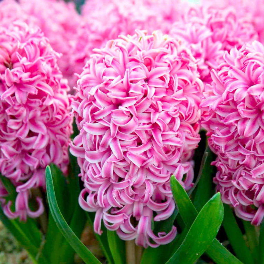 Pink Hyacinth Flowering Bulb Trio Hyacinth-16 3