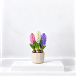 Hyacinth Carnival Flowering Bulb Trio  1