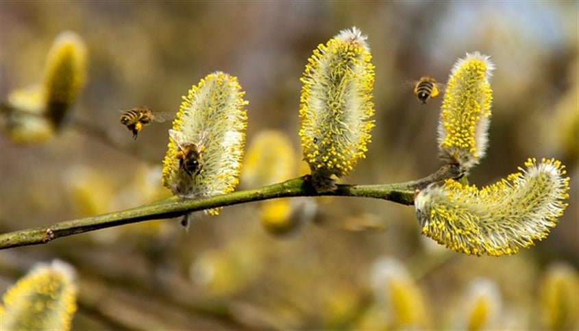 Salix caprea 'Kilmarnock' Weeping Willow Salix caprea 'Kilmarnock' Weeping Willow image4 4