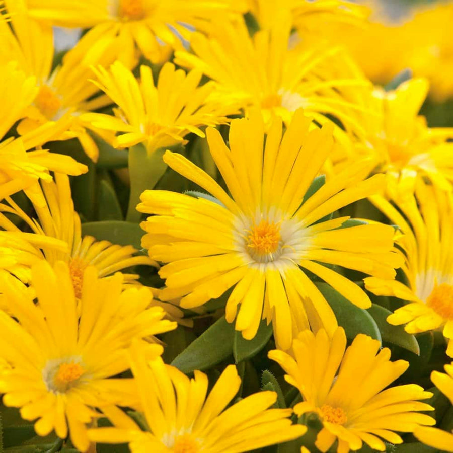 Delosperma Congestum Yellow Close up of vivid yellow ice plant flowers with narrow petals radiating from pale centres, set against a backdrop of green succulent foliage. 1
