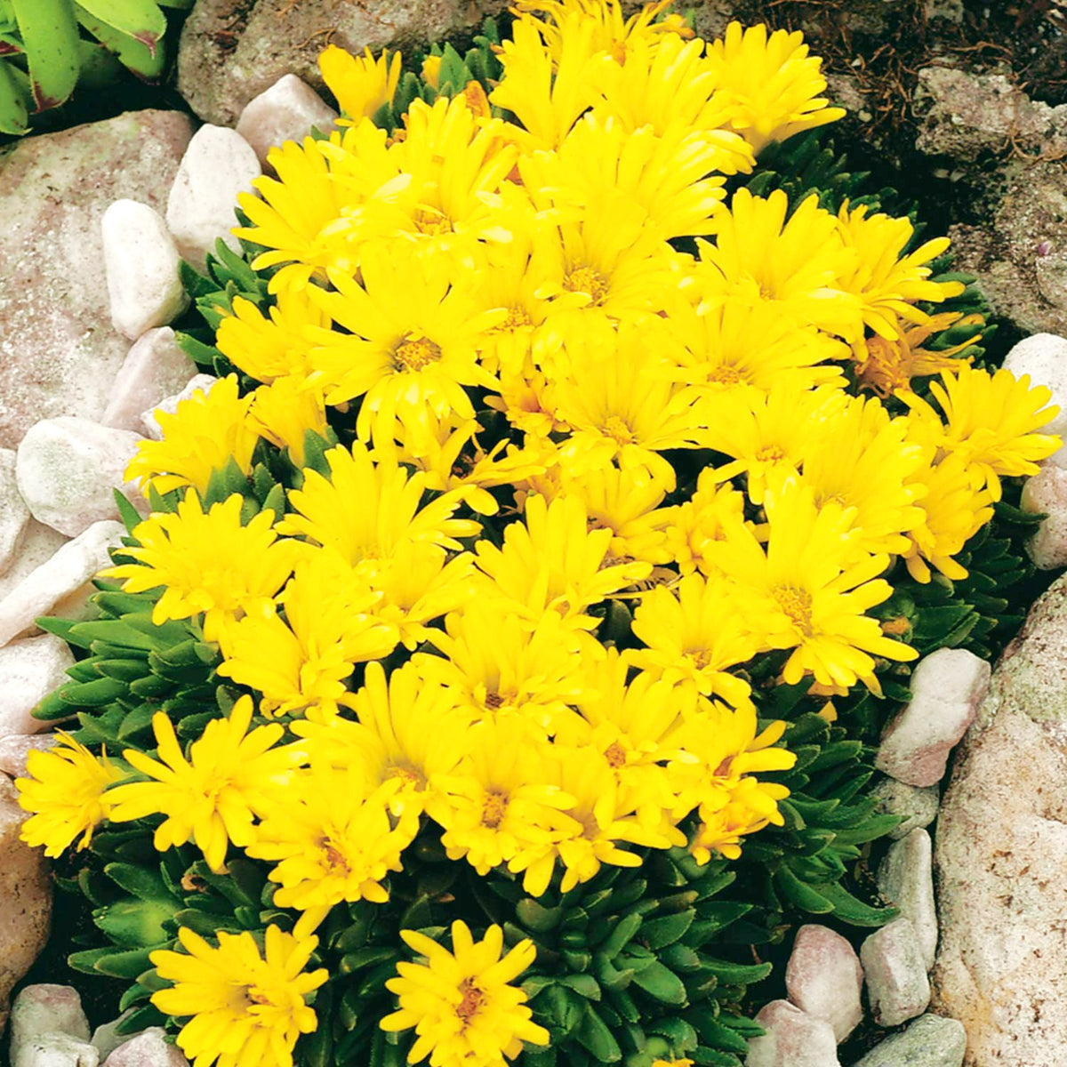 Delosperma Congestum Yellow Compact clump of yellow ice plant flowers blooming among decorative white stones in a rock garden setting. 2