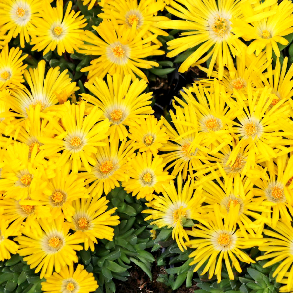 Delosperma Congestum Yellow Dense cluster of bright yellow ice plant blooms with white centres, growing over green fleshy leaves. 3