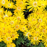 Delosperma Congestum Yellow Dense cluster of bright yellow ice plant blooms with white centres, growing over green fleshy leaves. 3