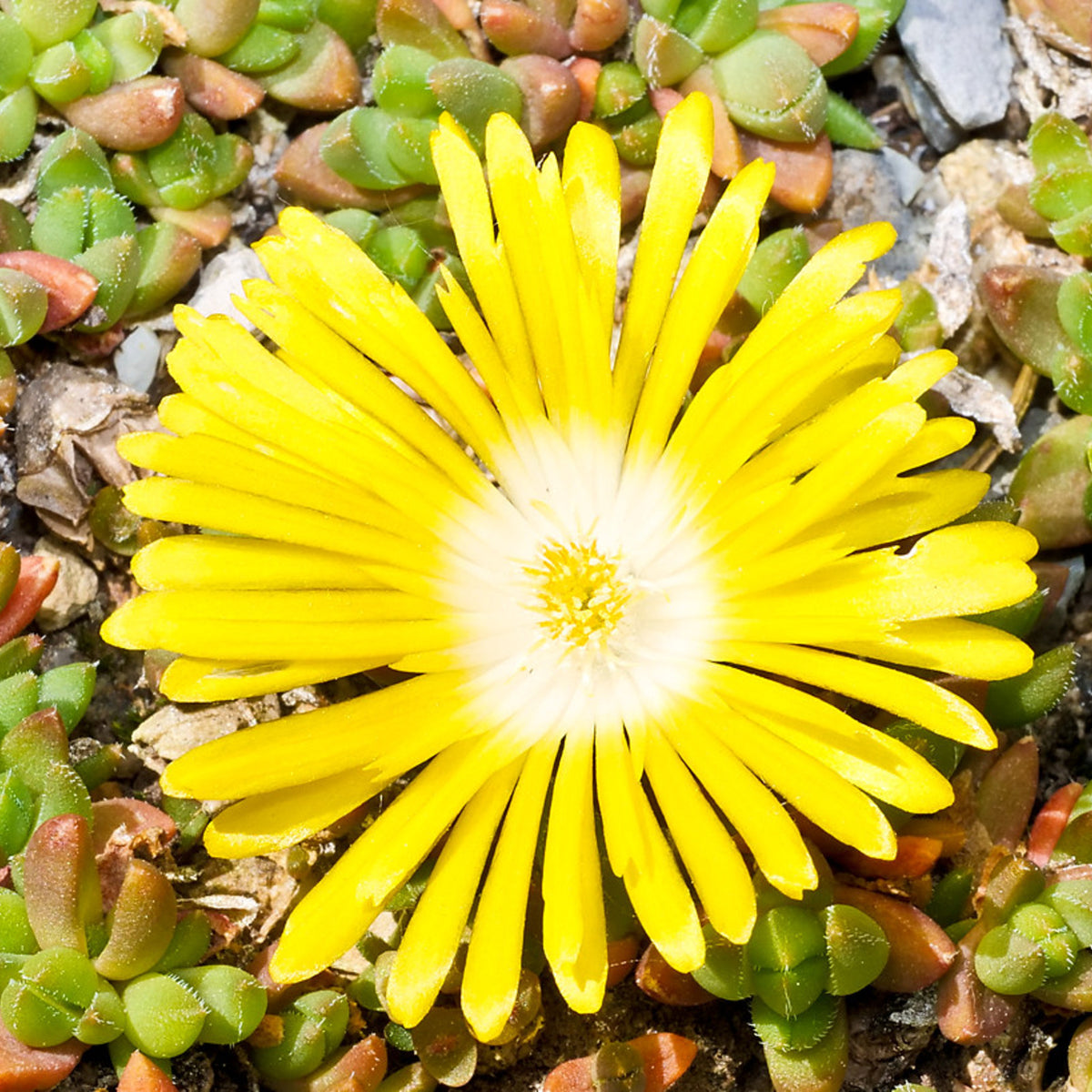 Delosperma Congestum Yellow Single yellow ice plant flower with a pale centre surrounded by succulent foliage and pebbles in a rocky alpine setting. 4