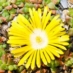Delosperma Congestum Yellow Single yellow ice plant flower with a pale centre surrounded by succulent foliage and pebbles in a rocky alpine setting. 4