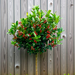 Holly Ilex Blue Maid Patio Tree Ilex Blue Maid standard holly tree with a slender stem and rounded canopy full of green leaves and red berries, set against a wooden garden fence. 3