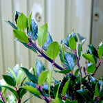 Holly Ilex Blue Maid Patio Tree Close-up of new growth on Ilex Blue Maid holly showing glossy young green leaves and reddish stems. 4