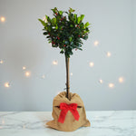 Holly Ilex Blue Maid Gift Wrapped Patio Tree Gift-wrapped Ilex Blue Maid standard tree with dark green leaves and red berries, set against a softly lit festive background with string lights. 1