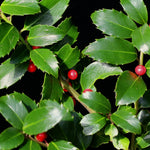 Holly Ilex Blue Maid Gift Wrapped Patio Tree Cluster of shiny dark green holly leaves with bright red berries on an Ilex Blue Maid branch against a black background. 2