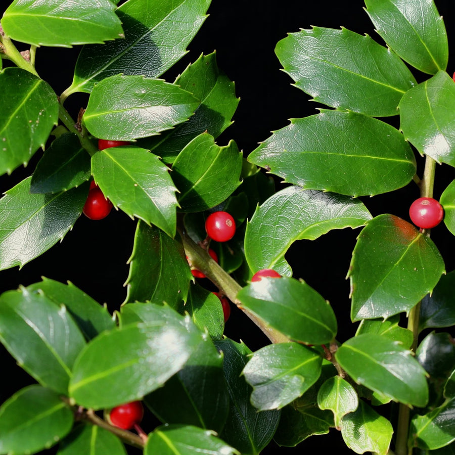 Holly Ilex Blue Maid Gift Wrapped Patio Tree Cluster of shiny dark green holly leaves with bright red berries on an Ilex Blue Maid branch against a black background. 2