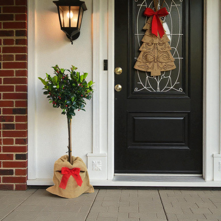 Holly Ilex Blue Maid Gift Wrapped Patio Tree Single Ilex Blue Maid standard wrapped in hessian with a red bow, placed beside a black front door with a Christmas decoration and porch lantern. 3