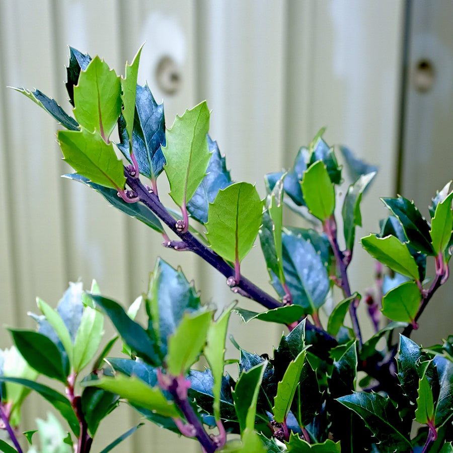 Holly Ilex Blue Maid Gift Wrapped Patio Tree Close-up of glossy green holly leaves with slightly serrated edges and reddish stems on an Ilex Blue Maid plant. 4