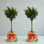 Holly Ilex Blue Maid Gift Wrapped Patio Tree Two Ilex Blue Maid standard trees in hessian wraps with red bows, displayed indoors against a soft grey background with fairy lights. 5