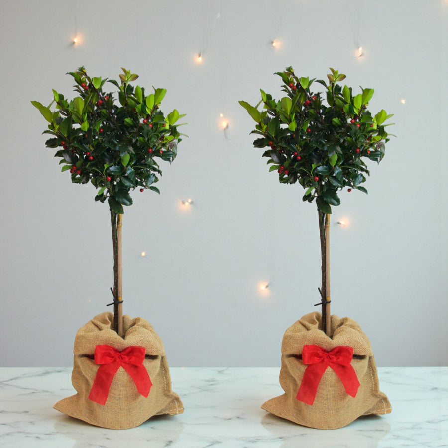 Holly Ilex Blue Maid Gift Wrapped Patio Tree Two Ilex Blue Maid standard trees in hessian wraps with red bows, displayed indoors against a soft grey background with fairy lights. 5